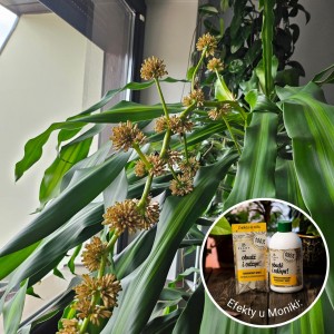 efekty plantlover nawóz z banana 1.jpg