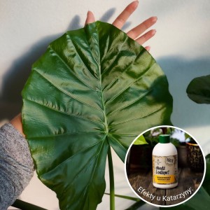nawoz z banana obudz i odzyw plantlover efekty 6.jpg
