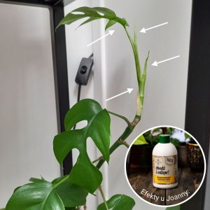 nawoz z banana obudz i odzyw plantlover efekty 4.jpg