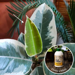 nawoz z banana obudz i odzyw plantlover efekty 5.jpg