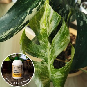 nawoz z banana obudz i odzyw plantlover efekty 7.jpg