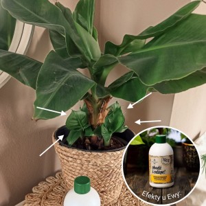 nawoz-z-banana-obudz-i-odzyw-plantlover-efekty-3.jpg