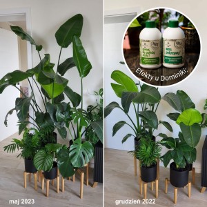 Efekty-Plantlover.jpg