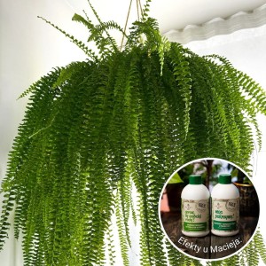 efekty-plantlover-nawozy-spraw-by-szybciej-rosly-pokrzywa-3.jpg
