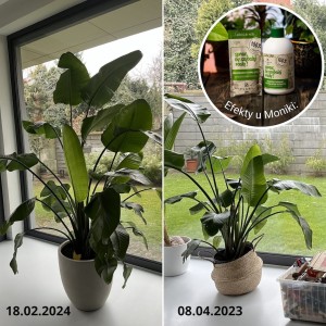 efekty plantlover nawozy spraw by szybciej rosły pokrzywa 6.jpg