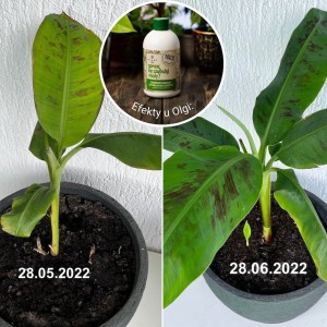 spraw by szybciej rosly plantlover efekty 8.jpg