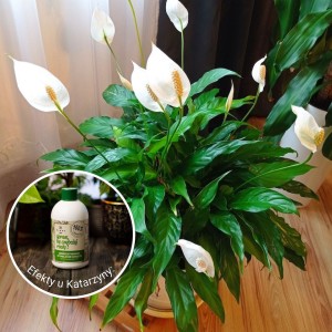 spraw by szybciej rosly plantlover efekty 6.jpg
