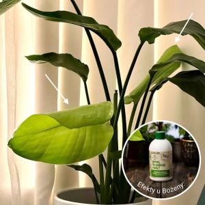 spraw by szybciej rosly plantlover efekty 3.jpg