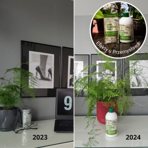 plantlover pokrzywa 1.jpg