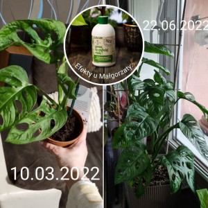 spraw by szybciej rosly plantlover efekty 9.jpg