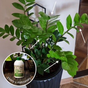 spraw by szybciej rosly plantlover efekty 1.jpg