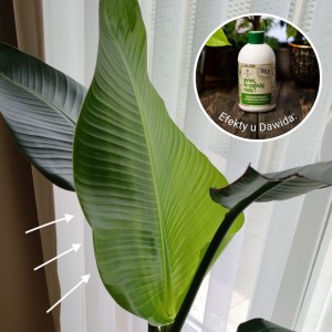 spraw by szybciej rosly plantlover efekty 2.jpg
