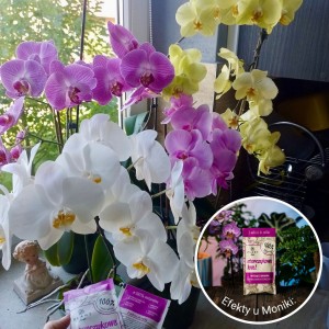 1. Fusion Aurora-6.jpg