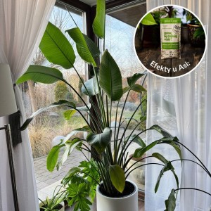 spraw by szybciej rosly 50 ml efekty plantlover nawoz stymulator 1.jpg