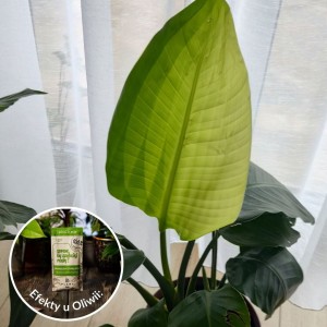 spraw by szybciej rosly 50 ml efekty plantlover nawoz stymulator 5.jpg