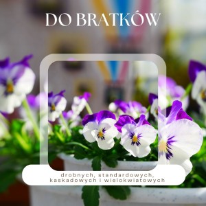 nawoz do bratków spraw by mocniej kwitly plant lover.jpg.jpg