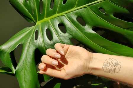 Monstera