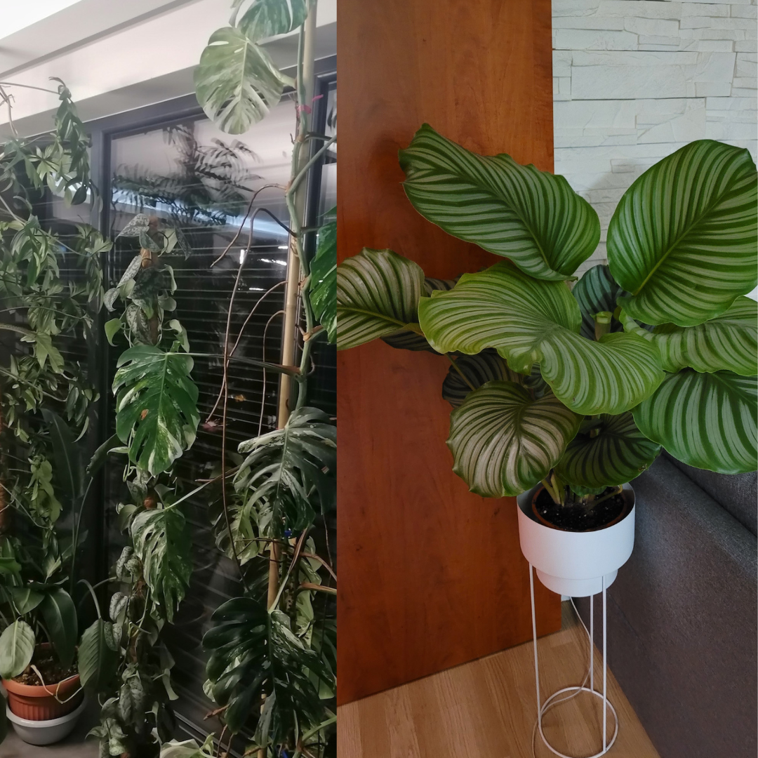Nawóz do roślin doniczkowych "Spraw, by szybciej rosły"-efekty-monstera-i-kalatea