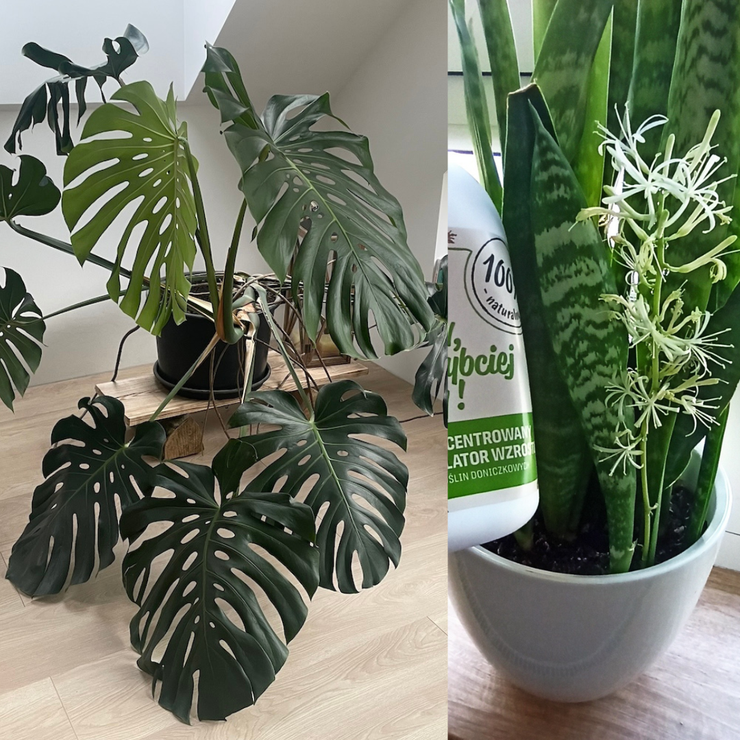 Nawóz do kwiatów doniczkowych 'Spraw, by szybciej rosły"-efekty-monstera