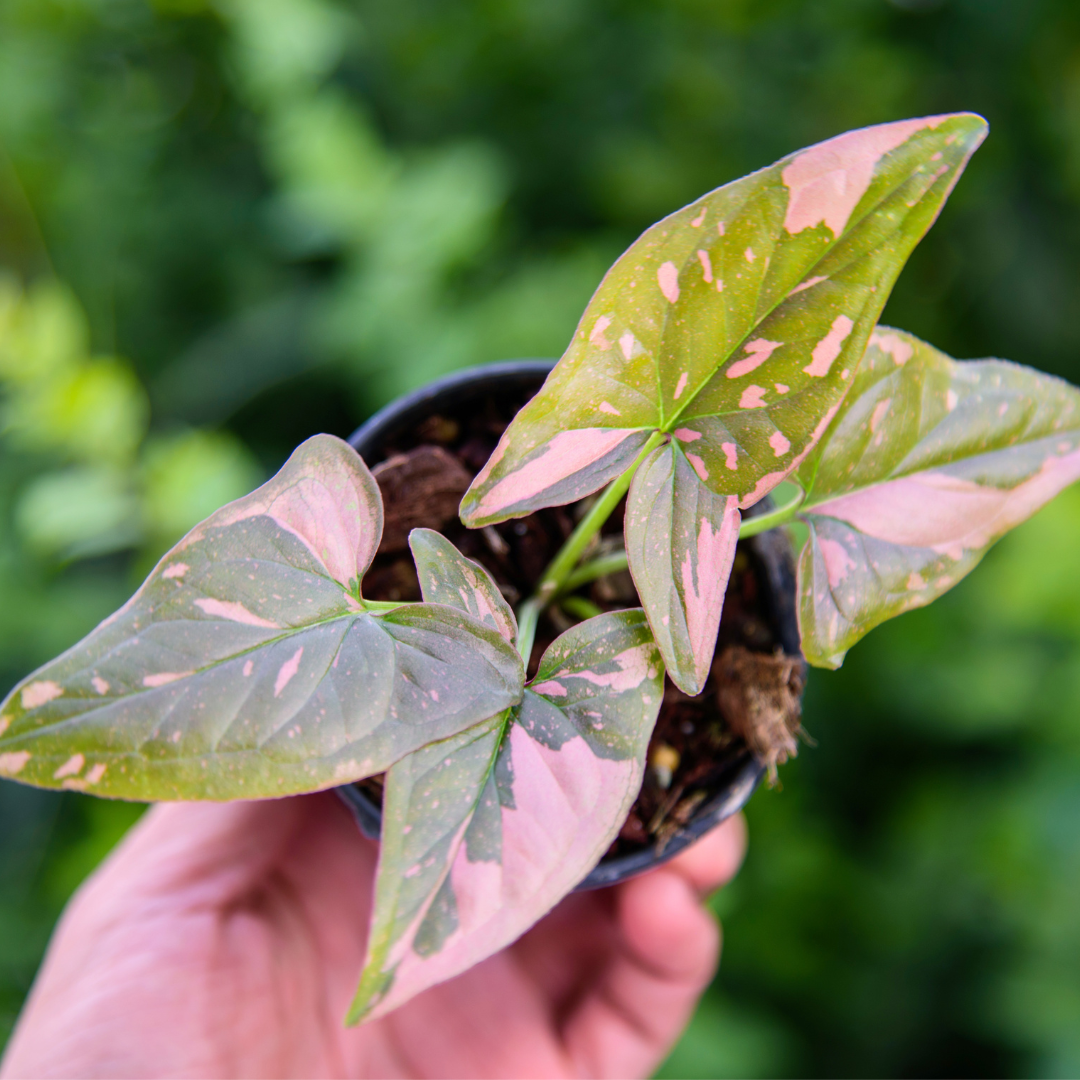 Syngonium_pink_splasj_modne_rośliny_doniczkowe