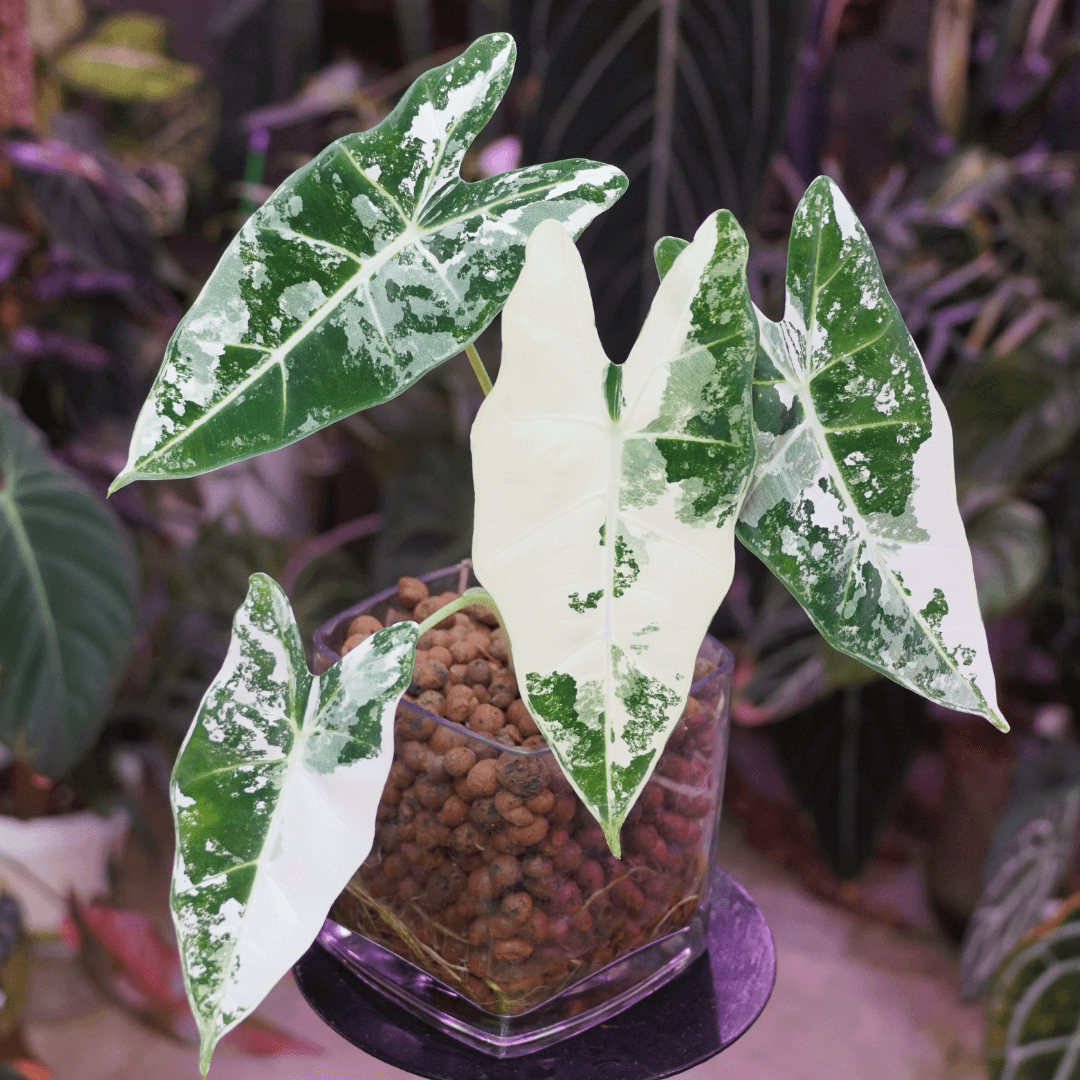 Alokazja frydek variegata