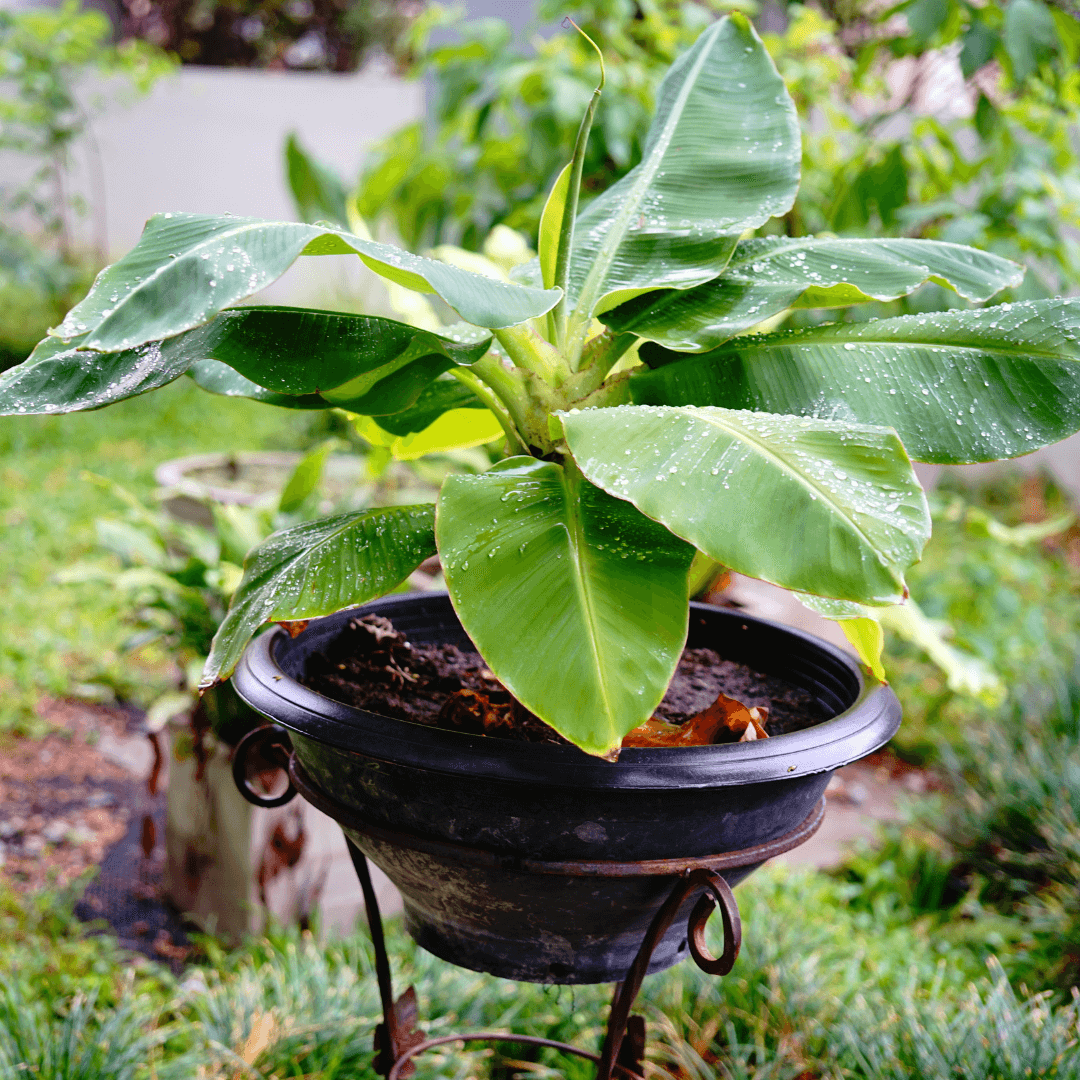Bananowiec