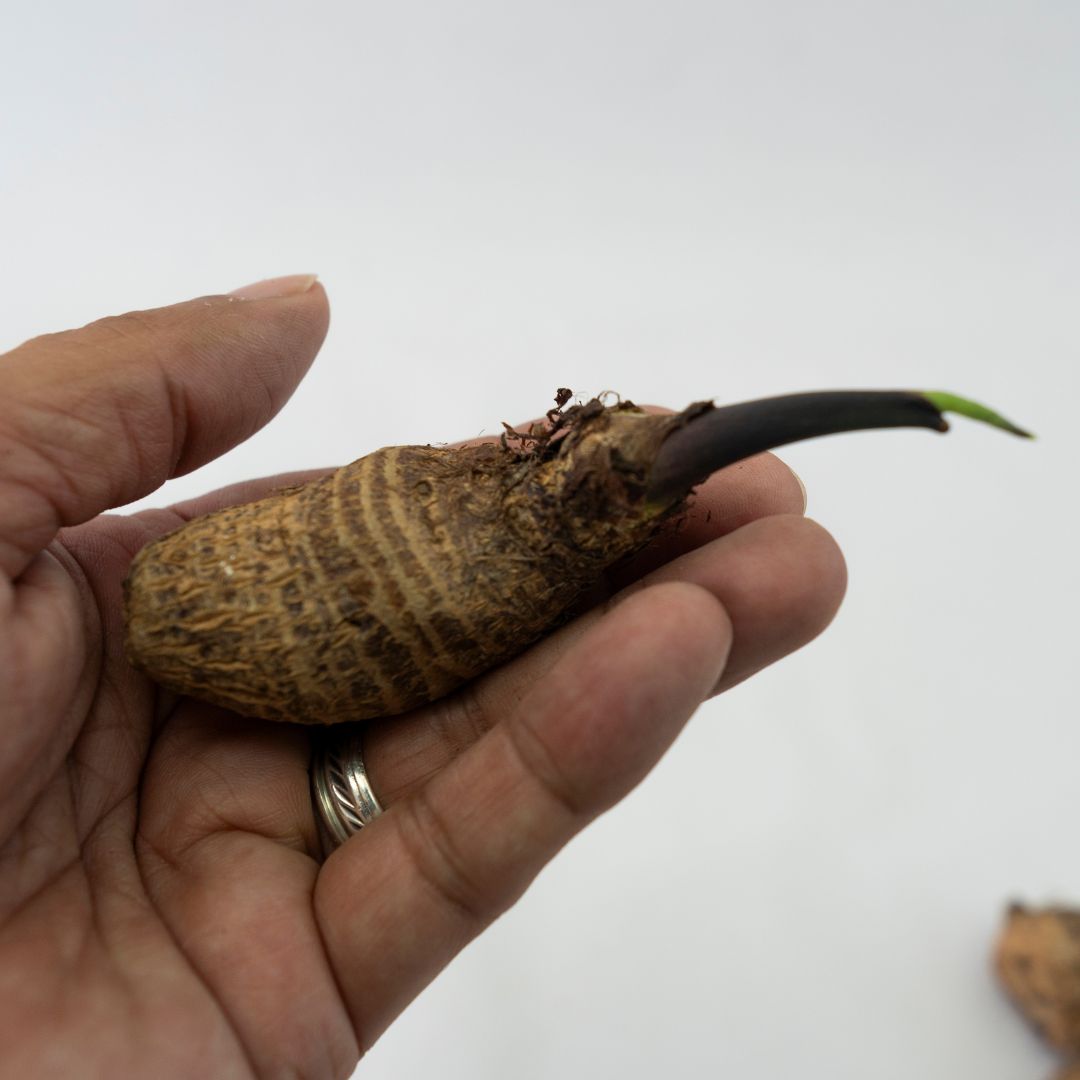 Bulwa alokazji 