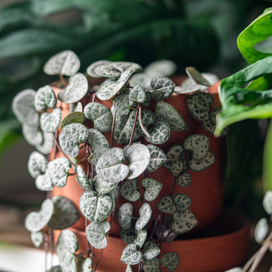 Ceropegia-woodii-variegata-modna-roślina-2025-roku