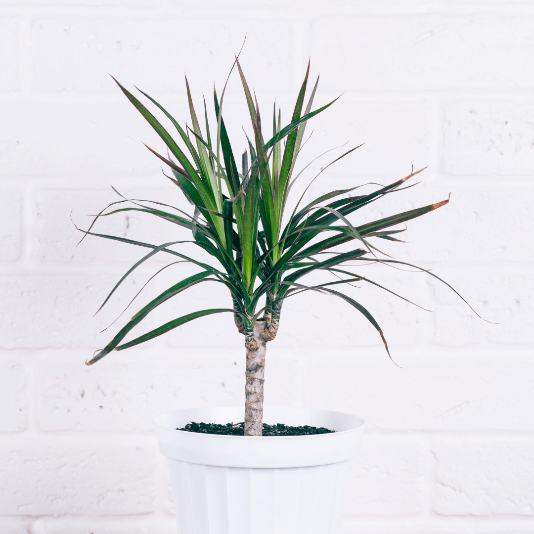 Dracena