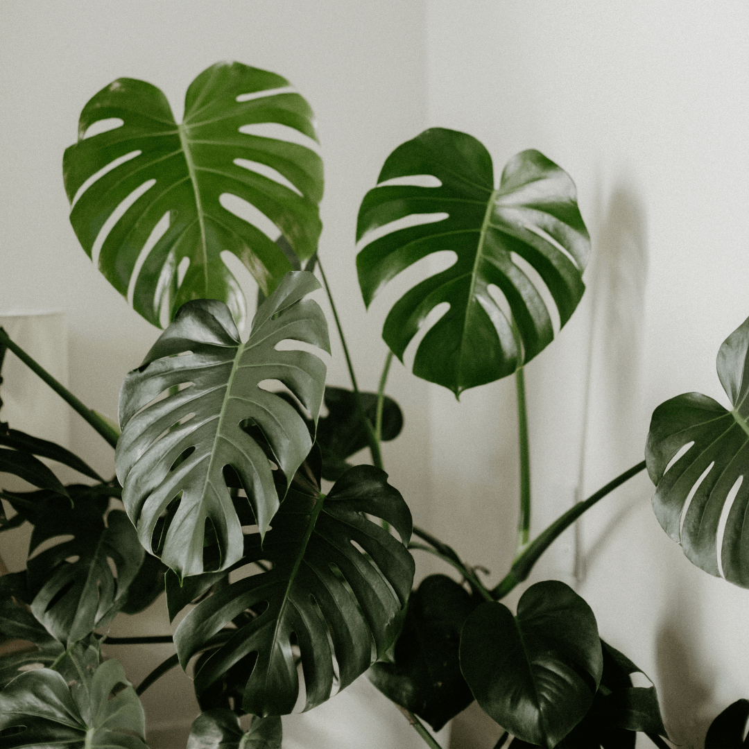 Duża monstera