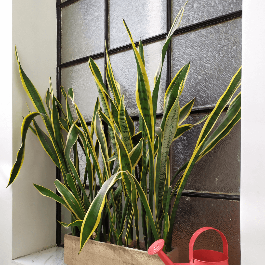 Duża sansevieria