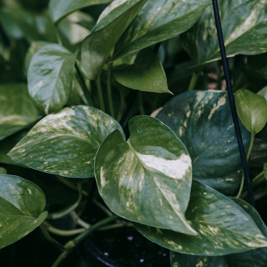 Epipremnum