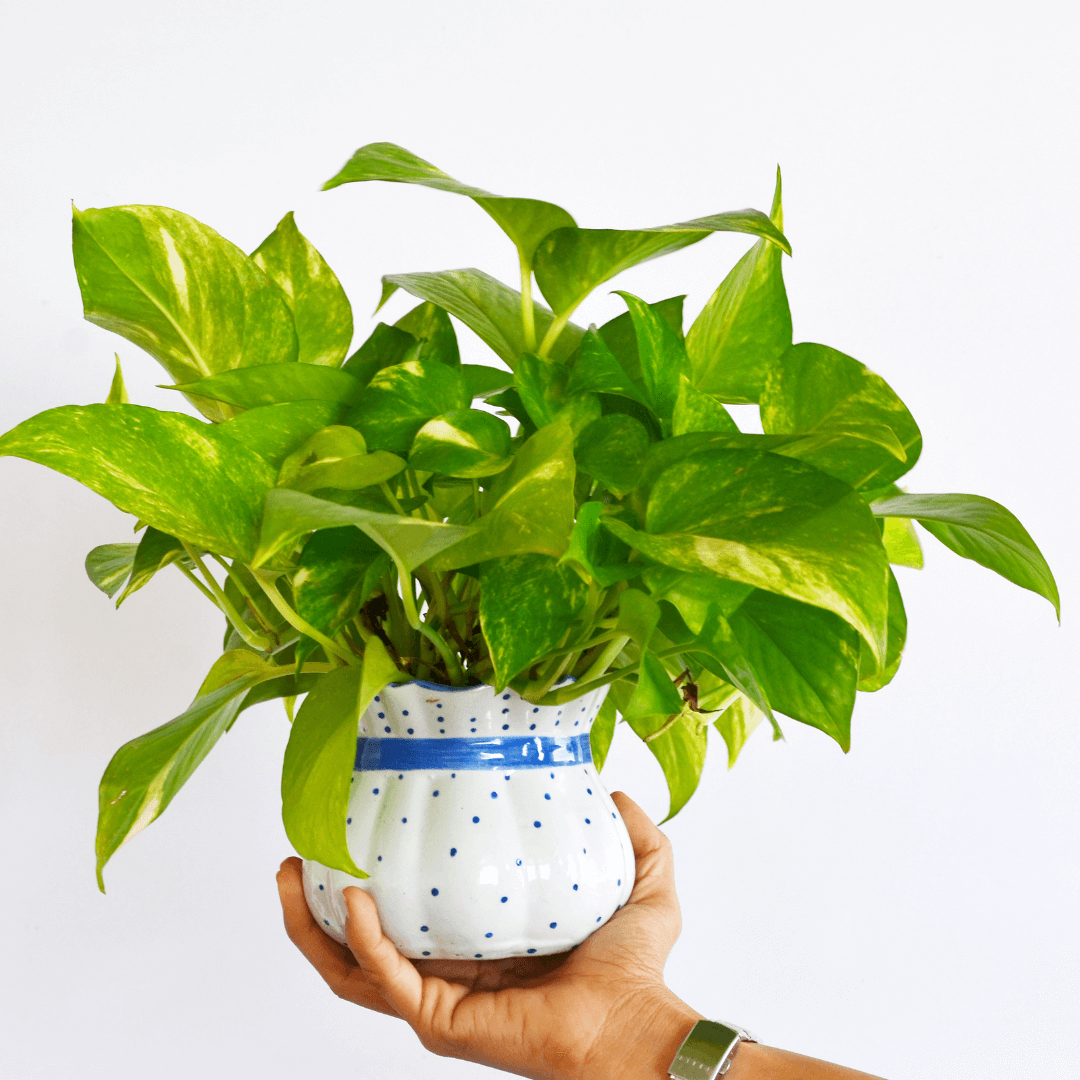 Epipremnum
