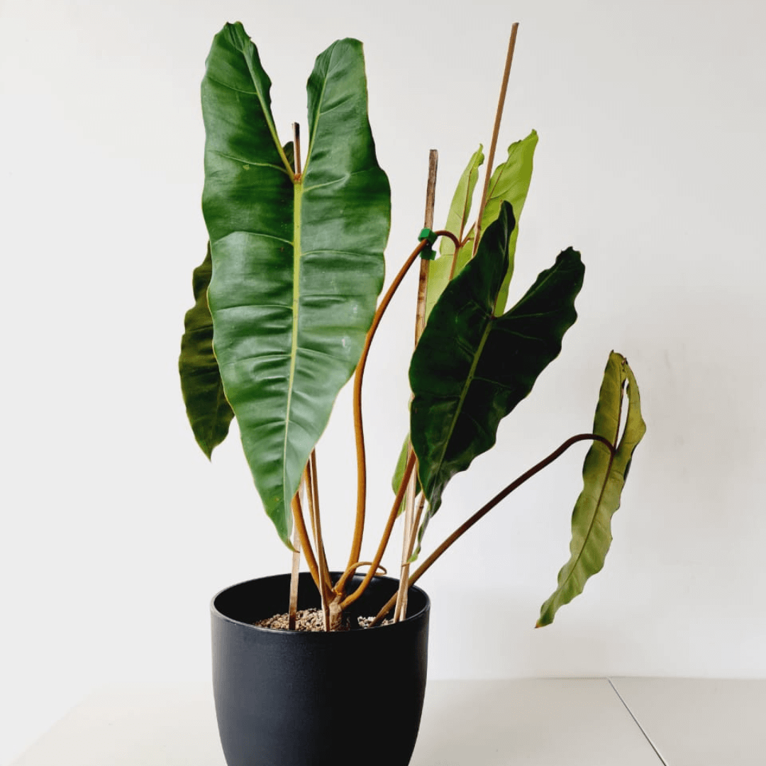 Filodendron Billietiae