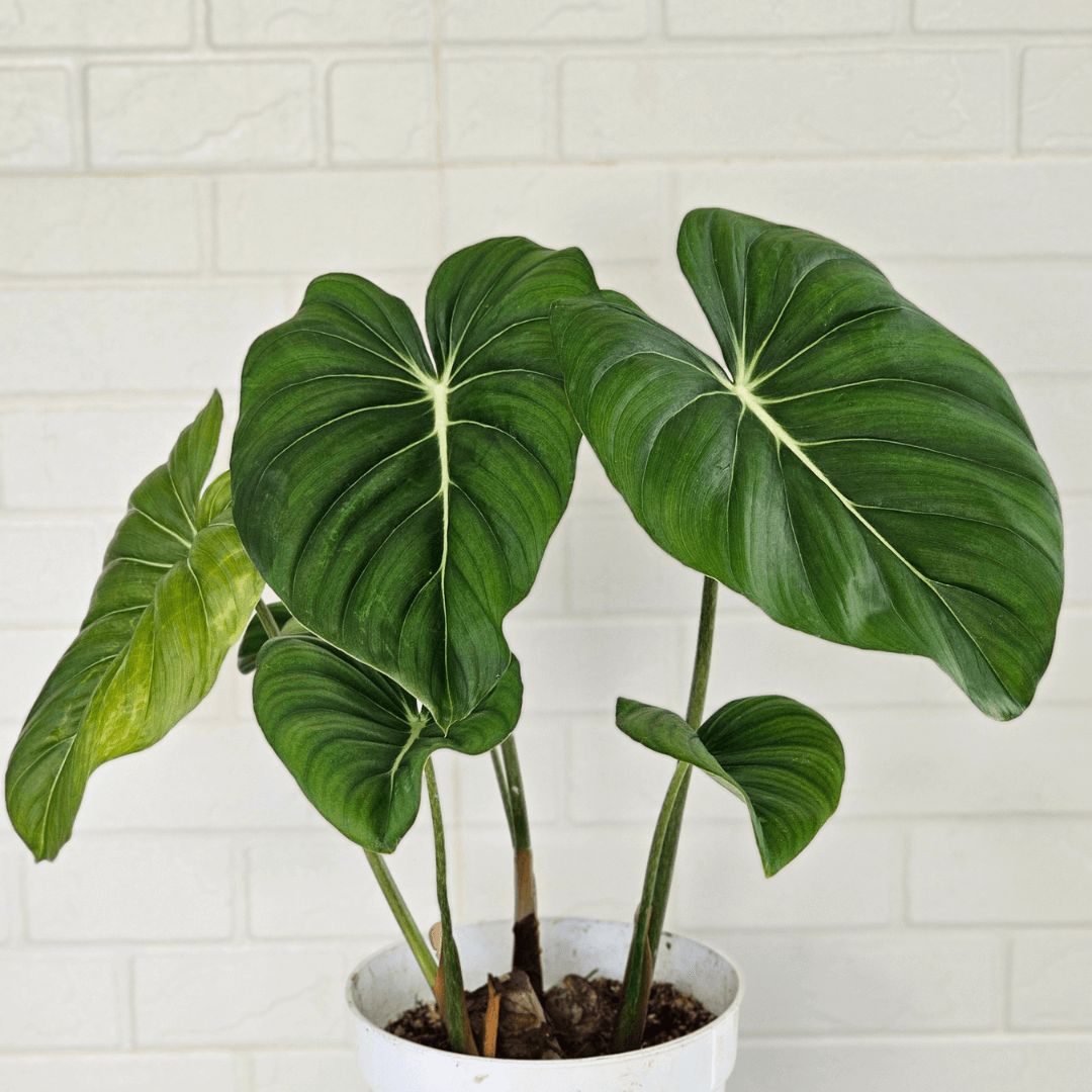 Filodendron Gloriosum