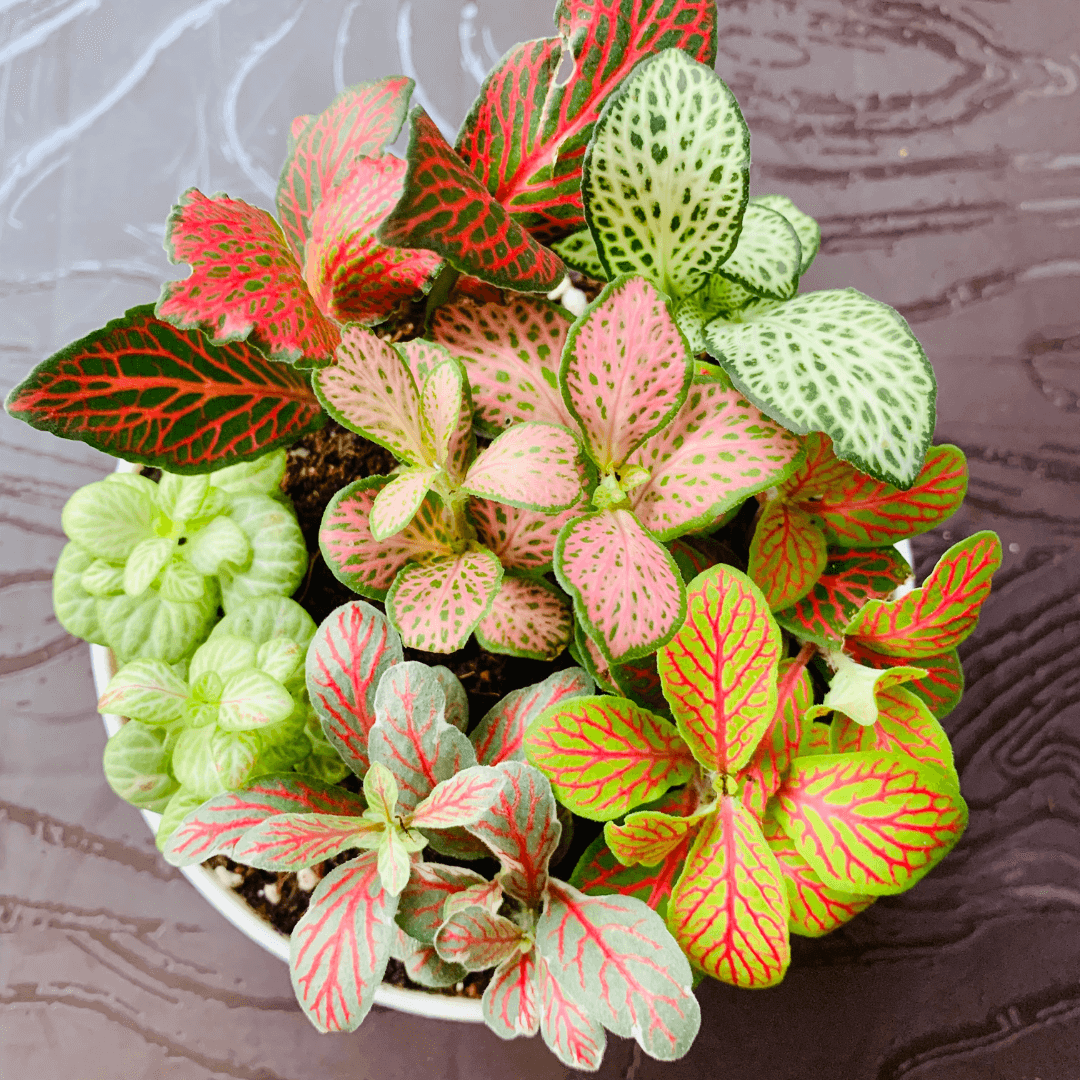 Fittonia