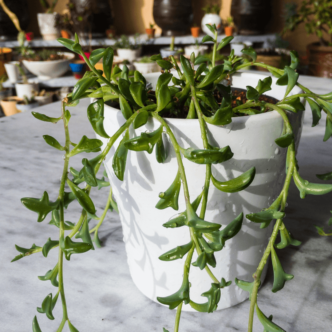 Senecio peregrinus