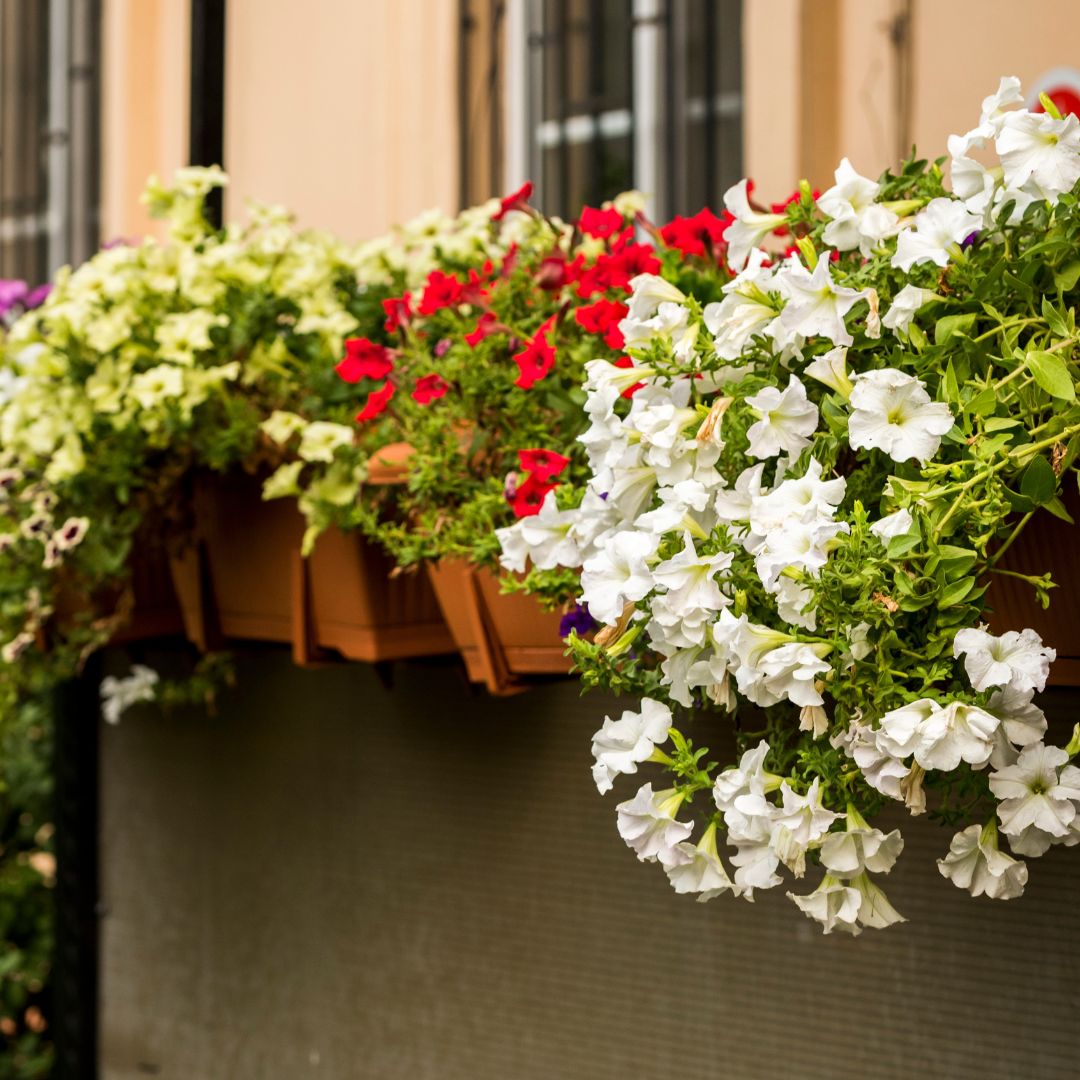 Kwiaty balkonowe na południowy i na północy balkon