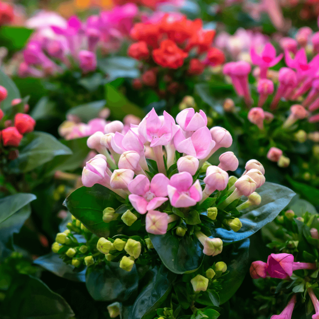 Nawożenie roślin doniczkowych zimą - kalanchoe