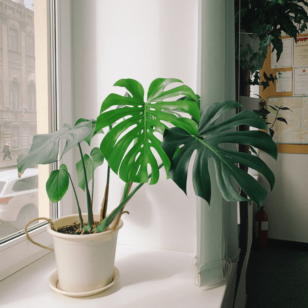Nawożenie kwiatów doniczkowych - monstera