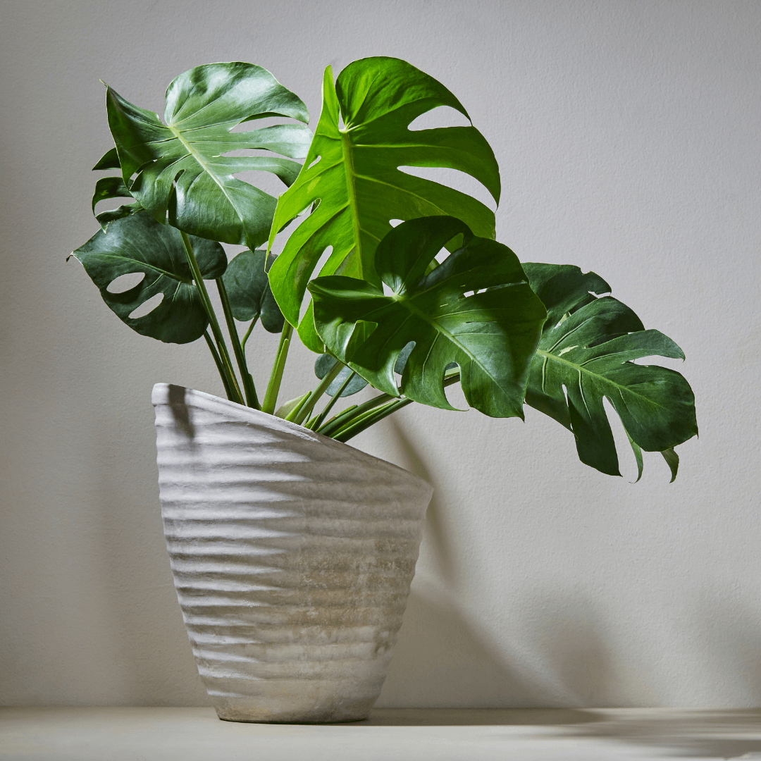Monstera deliciosa