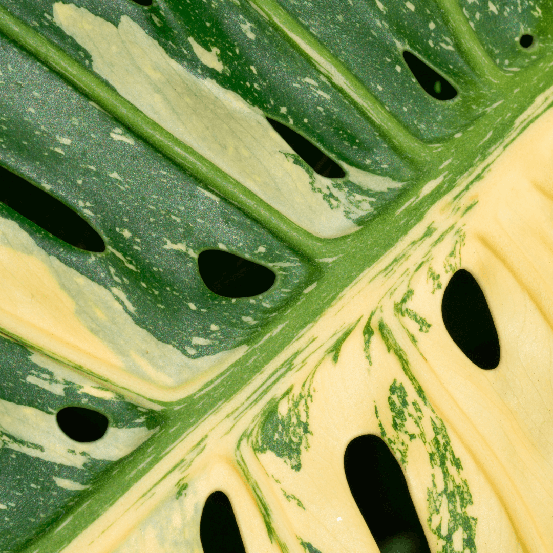 Monstera tajka