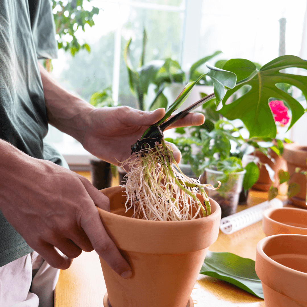 Ukorzeniona monstera