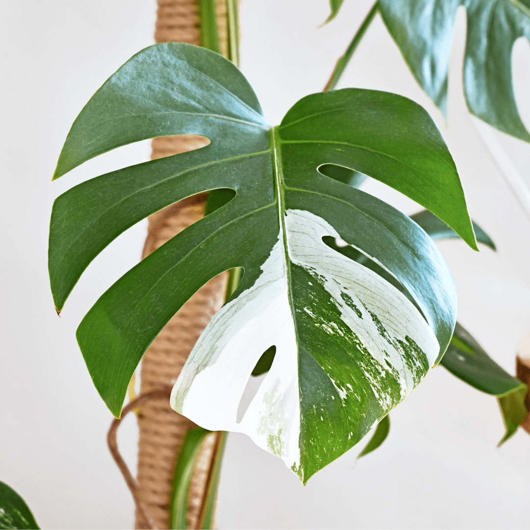 Monstera variegata regres
