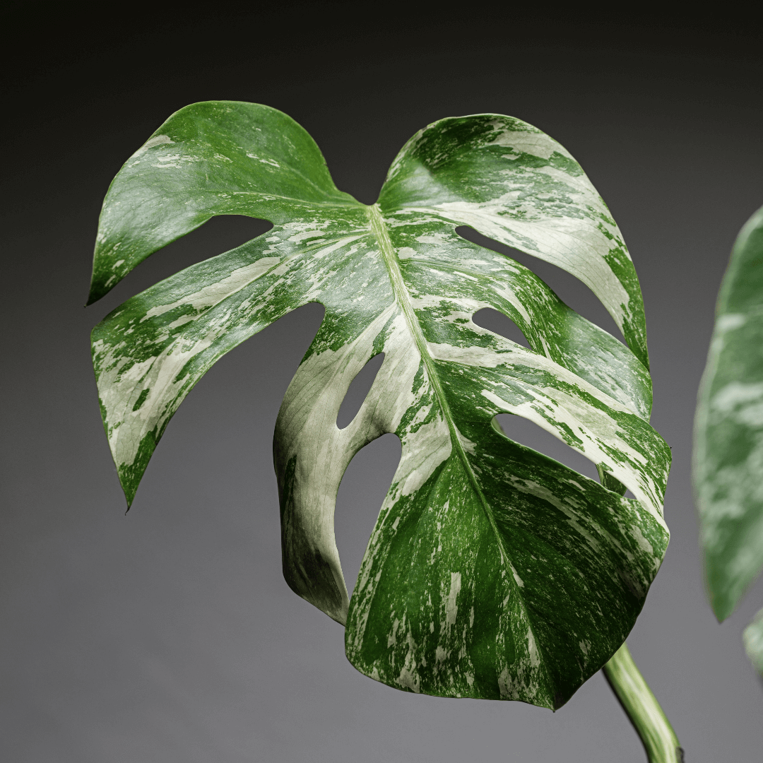 Monstera variegata