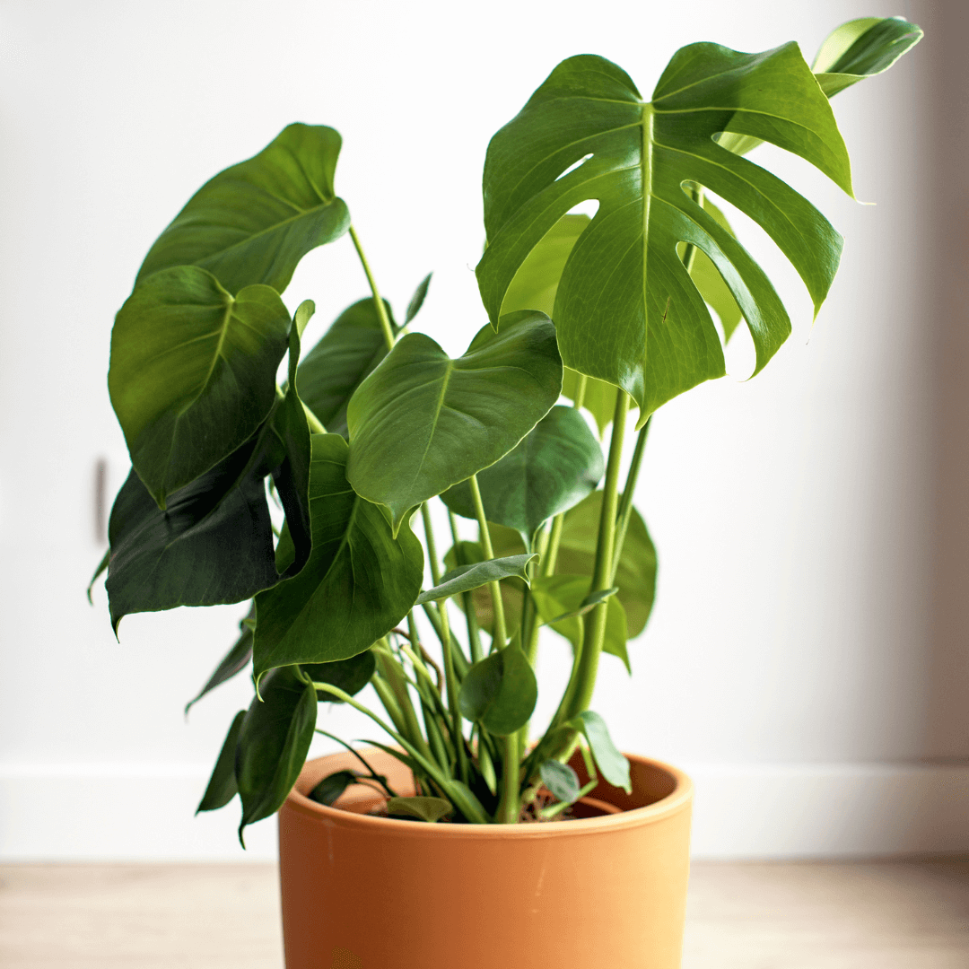 Monstera w doniczce