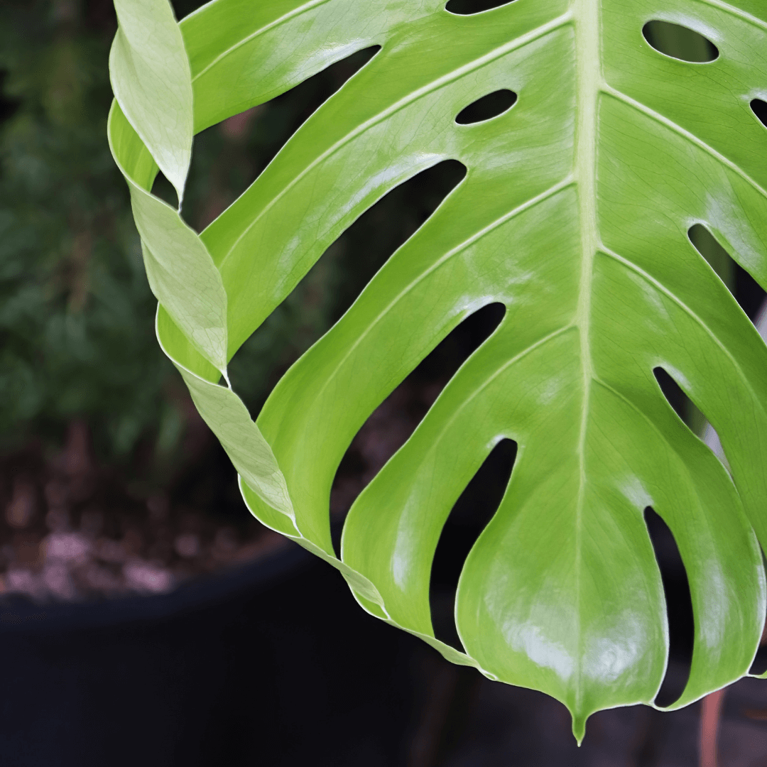 Monstera z dziurami