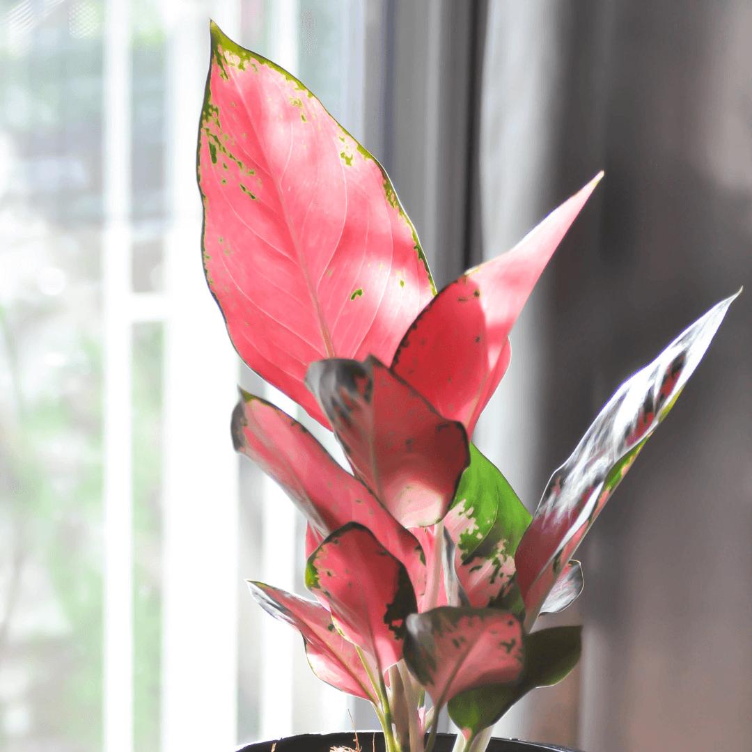 Różowa aglaonema