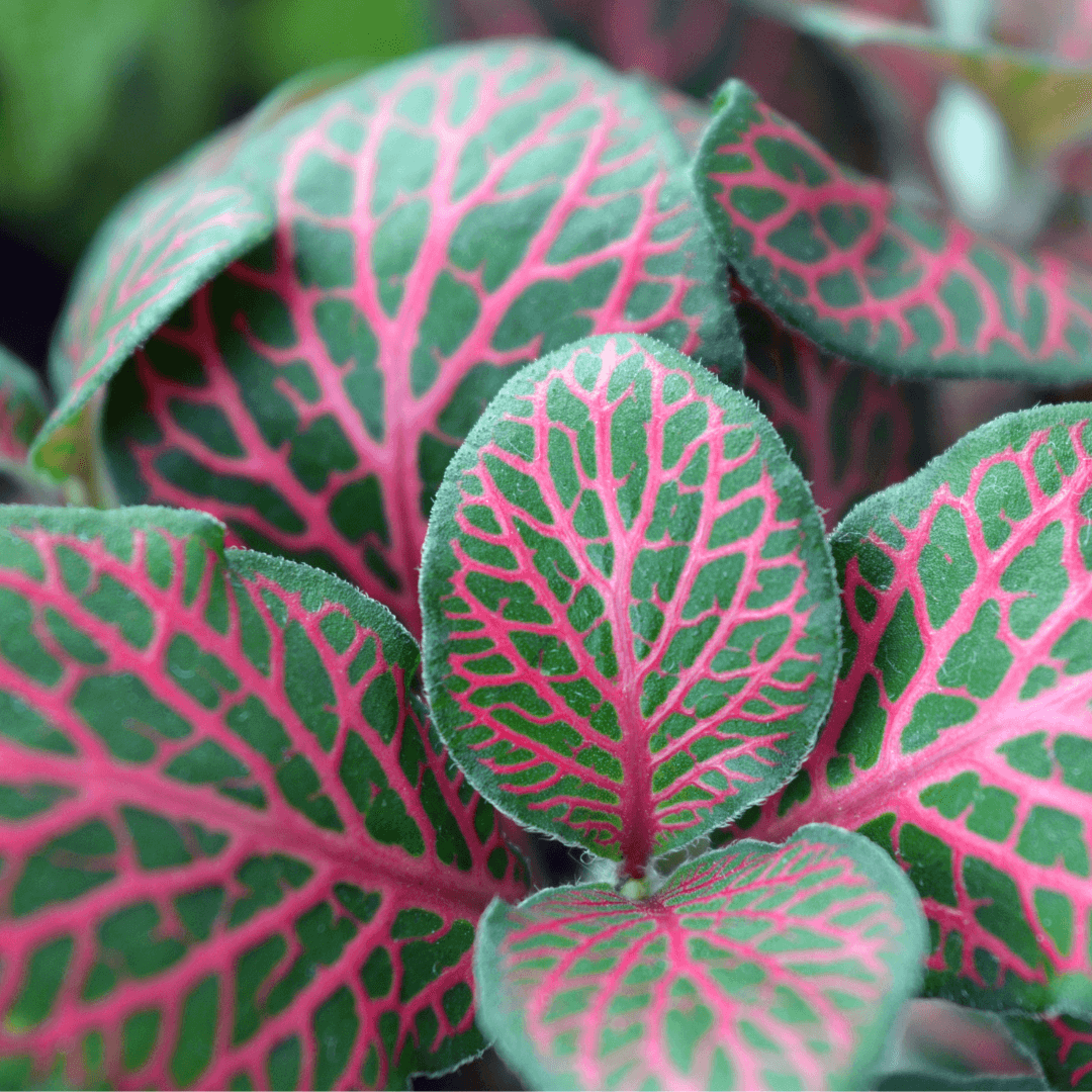 Różowa fittonia