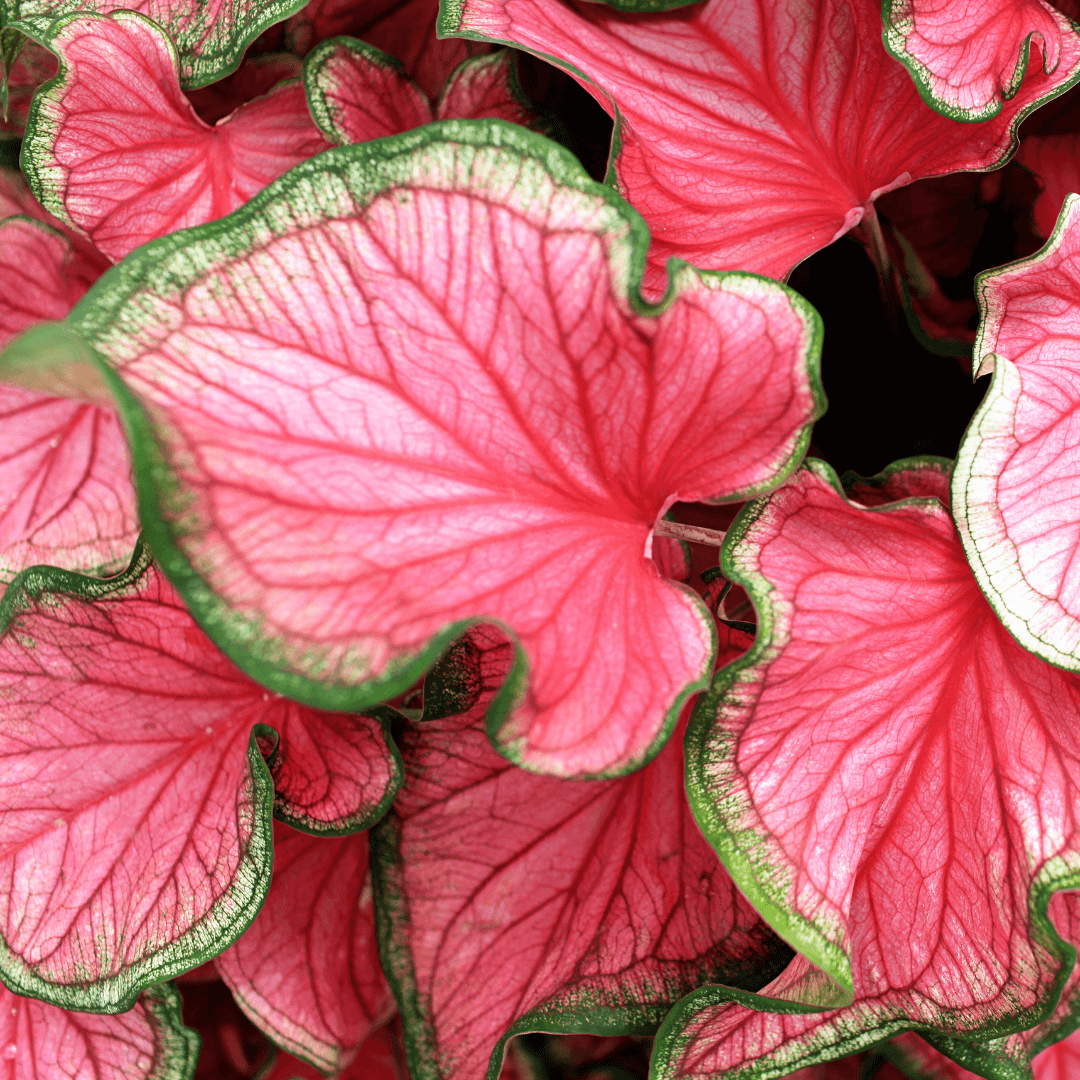 Różowe caladium